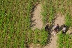 排面啊獨行俠狀元弗拉格走進(jìn)有著自己巨幅剪影的玉米地~~