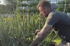 貝克漢姆：和我一起感受田園生活  對(duì)我的洋蔥非常滿意