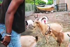 太有節(jié)目效果了！甲亢哥沖著山羊喊C羅，結(jié)果被動物嘲笑