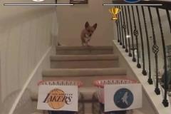 對(duì)一場(chǎng)了！此前某狗預(yù)測(cè)湖人讓1追4