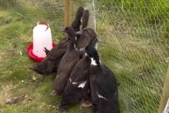 貝克漢姆這農(nóng)場還自己打理呢有狗有鴨有老婆的生活真美好~